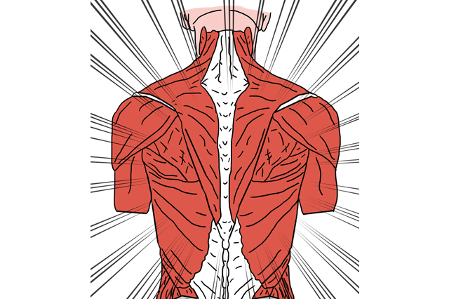 muscoli-corpo